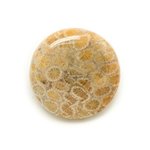 N8 - Cabochon de Pierre - Corail Fossile Rond 31mm - 8741140006461 