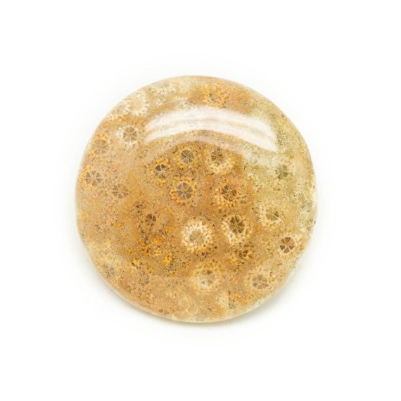 N12 - Cabochon de Pierre - Corail Fossile Rond 37mm - 8741140006508 