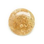 N12 - Cabochon de Pierre - Corail Fossile Rond 37mm - 8741140006508 