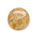 N14 - Cabochon de Pierre - Corail Fossile Rond 39mm - 8741140006522 