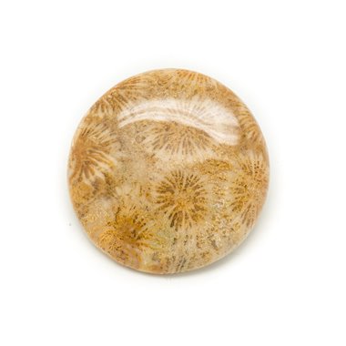 N14 - Cabochon de Pierre - Corail Fossile Rond 39mm - 8741140006522 