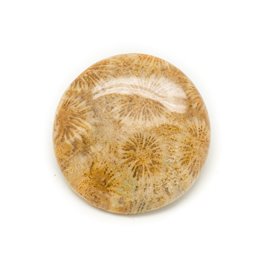 N14 - Cabochon de Pierre - Corail Fossile Rond 39mm - 8741140006522 