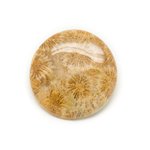 N14 - Cabochon de Pierre - Corail Fossile Rond 39mm - 8741140006522 