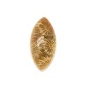 N15 - Cabochon de Pierre - Corail Fossile Marquise 30x14mm - 8741140006539 