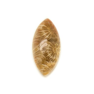 N15 - Cabochon de Pierre - Corail Fossile Marquise 30x14mm - 8741140006539 