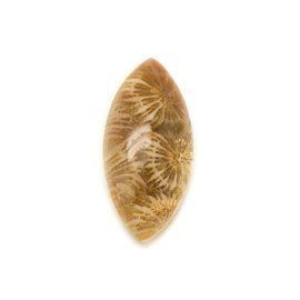 N15 - Cabujón de piedra - Coral fósil marquesa 30x14mm - 8741140006539 