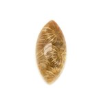 N15 - Cabochon de Pierre - Corail Fossile Marquise 30x14mm - 8741140006539 
