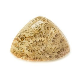 N16 - Cabochon in pietra - Triangolo di corallo fossile 25x20mm - 8741140006546 