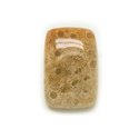 N19 - Cabochon de Pierre - Corail Fossile Rectangle 26x18mm - 8741140006577 