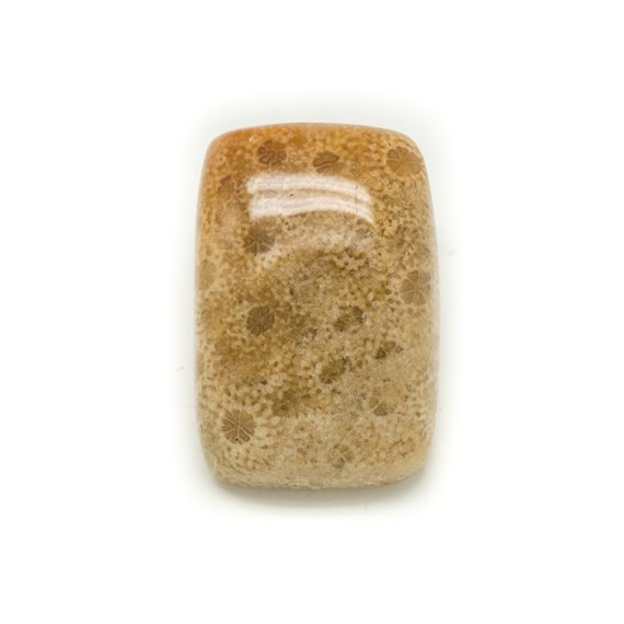 N19 - Cabochon de Pierre - Corail Fossile Rectangle 26x18mm - 8741140006577 