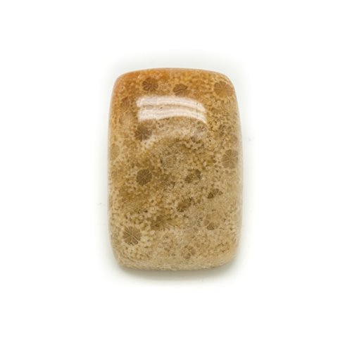 N19 - Cabochon de Pierre - Corail Fossile Rectangle 26x18mm - 8741140006577 