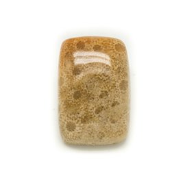 N19 - Cabochon in pietra - Rettangolo di corallo fossile 26x18mm - 8741140006577 
