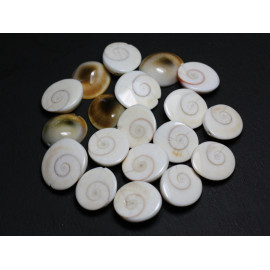 1pc - Perle Coquillage Oeil Sainte Lucie Shiva Grade B imperfections Ovale 18-22mm blanc beige spirale - 7427039743570