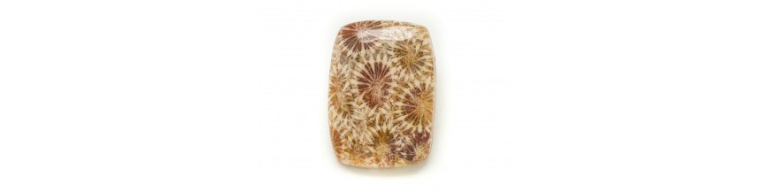 Koraal fossiele cabochons