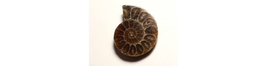 Ammonite Fossile Pendentifs Pierres